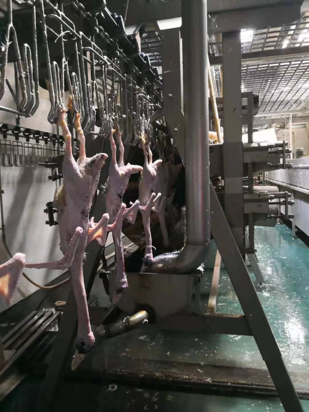 2000BPH Poultry Butchering Equipment SS 304 Automatic Chicken Slaughter Line