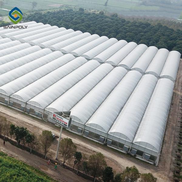 Buy cheap 10m × 12m Heavy Duty Single Tunnel Greenhouse Plastic Tomato Greenhouse from wholesalers
