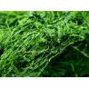 Buy cheap Rich-in-Iron Enteromorpha Prolifera Flakes Deep Green 150g Resealable Pack Soups Stews from wholesalers