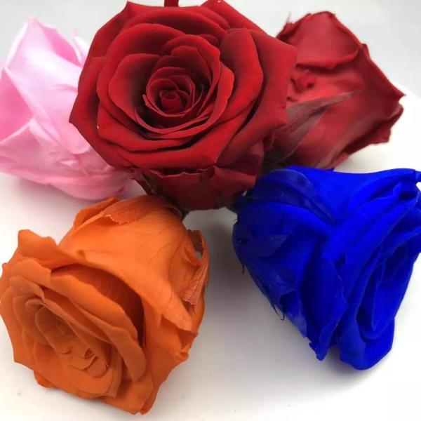 Buy cheap Wholesale Prices 5-7cm Preserved Flowers Ecuadorian Roses Valentine's Day from wholesalers