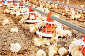 China Convenient Assembly Automatic Chicken Feeder System , Broiler  Chicken Drinking System on sale