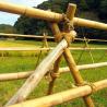 Buy cheap 3 Inch Moso Bamboo Pole Pure Natural Bamboo Stakes For Plant Decoration Yellow from wholesalers