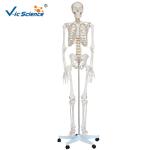 180cm Tall Human Anatomical Skeleton Educational Model Life Size VIC-101