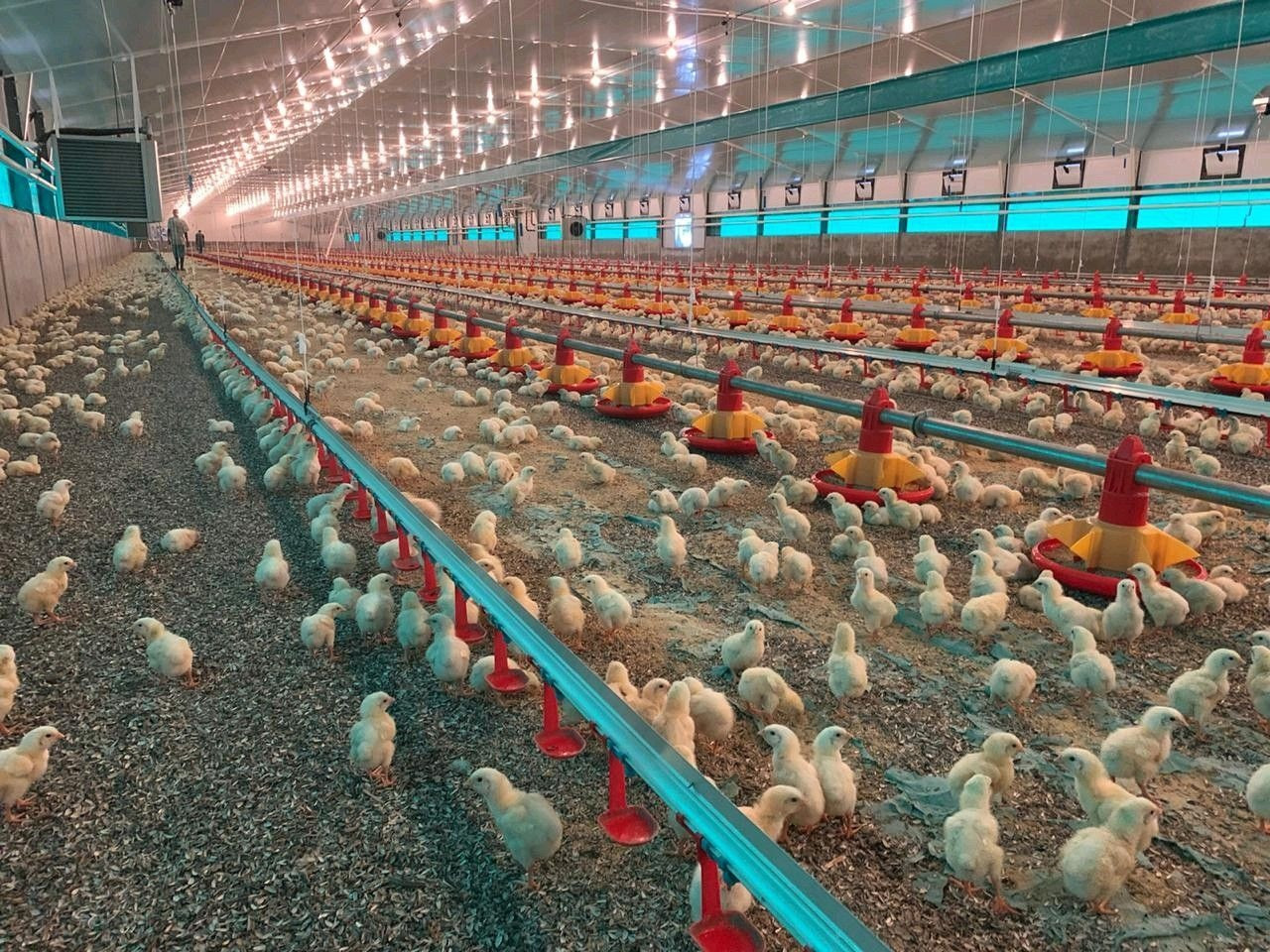 Poultry Farm Automatic Pan Feeding System Floor Raising For Chicken Broiler Breeder