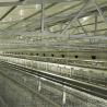 Buy cheap Battery Poultry Farming Equipment , Durable H Type 192 Baby Chicken Cage from wholesalers