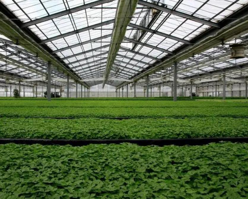 Thermal Insulation Commercial Photovoltaic Greenhouses