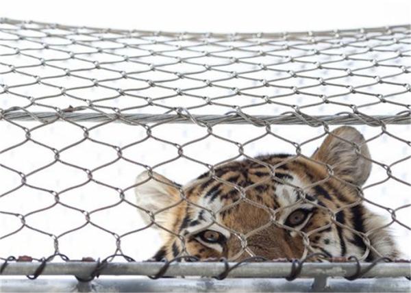 Outdoor SS304 316 Diamond Wire Mesh Panels Webnet Stainless Steel Wire Rope Mesh