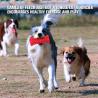 Buy cheap Red Color Large Dog Tough Chew Toys 6.5*2.7 Inch Eco Friendly Rubber Material from wholesalers