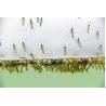 Buy cheap Biological Mosquito Killer Insecticide Mosquito Larvae Killer from wholesalers