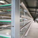 Egg Holding Wired Layer Farming Cage , Scientific Designed Layer Hen Cages