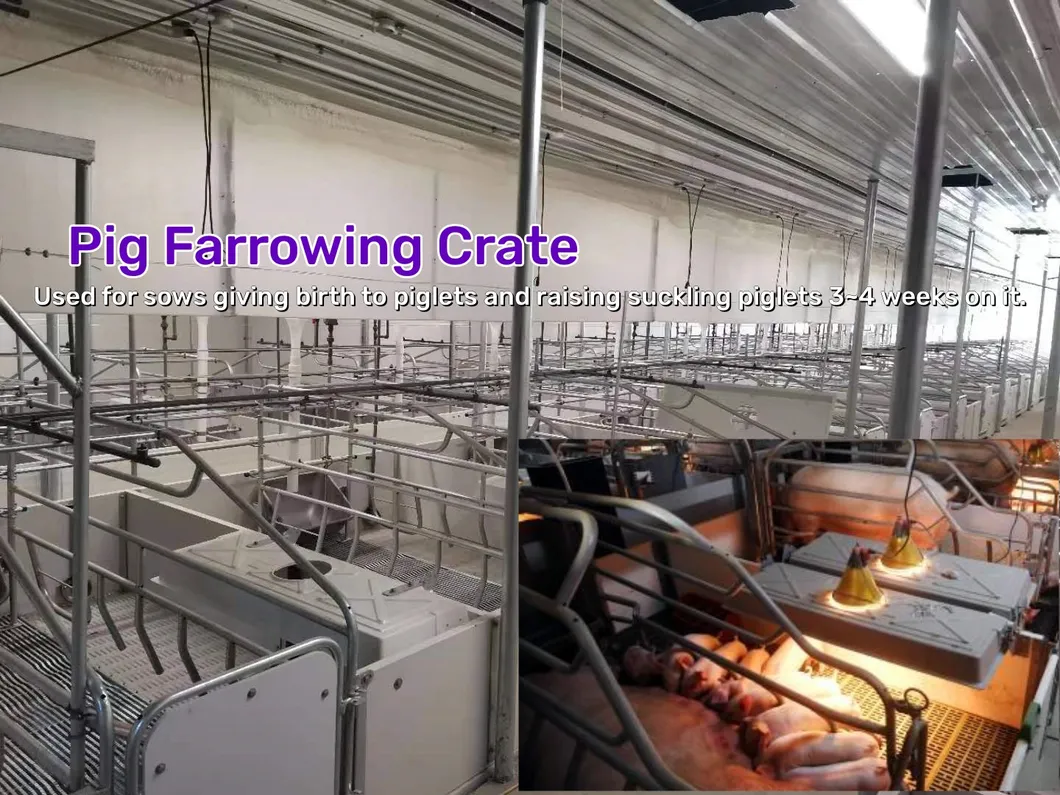 Modern Pig Farm Steel Building/ Poultry House/Pig House