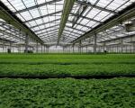 Building Materials Steel Structure Multi-Span Arch Type Photovoltaic Greenhouses