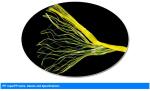 400m/Kg Polyproplyene Banana Twine Yellow Rope Baler 1ply / 3ply
