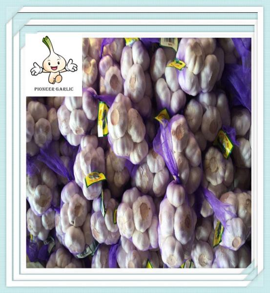 Buy cheap New Crop Purplish Fresh Garlic In Small Packing 2016 Hot Sale Garlic from wholesalers