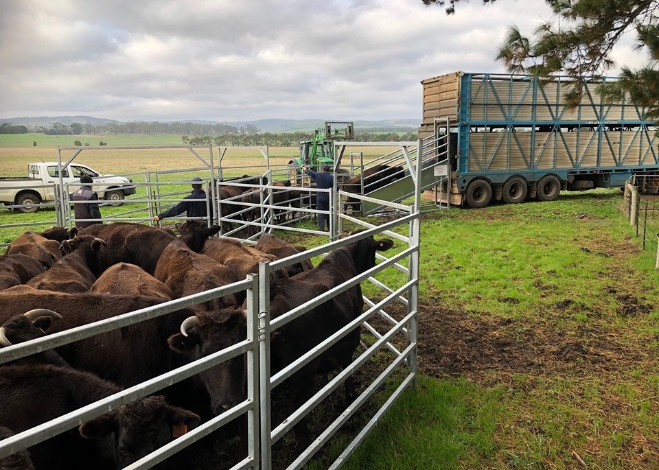 Hdg Tube Australia 1.8m High Heavy Duty Cattle Panel With 6 Bars
