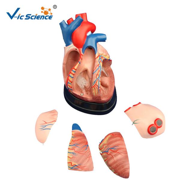 Buy cheap CE Vic Science Middle Heart Human Anatomical Model Teachers Doctor Using from wholesalers
