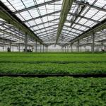 Commercial Greenhouse PE/Po Plastic Film Photovoltaic System for Sustainable