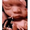 Buy cheap 3D 4D 5D Color Doppler Ultrasound Trolley Ultrasound Scanner For OB GYN from wholesalers