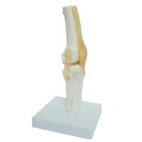 Buy cheap Kids Learning Anatomical Knee Joint Model Display Medical Tool product