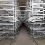 192 Chickens / Set H Type Battery Chicken Cage Chicken Farming Cage Automatic