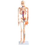 85CM Full Body Skeleton Anatomy With Nerves And Blood Vessels VIC-102B