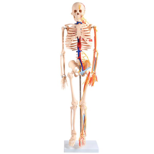 Buy cheap 85CM Full Body Skeleton Anatomy With Nerves And Blood Vessels VIC-102B from wholesalers