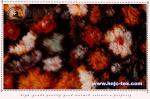 100% polyester flower printed plush velveteen/velvet antistatic fabric for