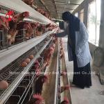 80-100 Kg H Type Automatic Layer Cage System with 450 Cm2 Area/Bird Rose