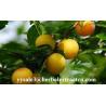 Buy cheap Hesperetin 98%,95% HPLC Light yellow needle crystal pure herbal ingredients from wholesalers