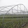 Buy cheap Steel Frame Tunnel Plastic Greenhouse / PE Film Plastic Tomato Greenhouse from wholesalers