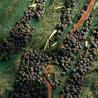 Buy cheap Olive Harvest Netting Green Black White Color Warp Knitted Type Width 0-20m from wholesalers