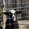 Buy cheap Farm Fence Metal Mesh Roll Fence for Sheep and Goat Height 0.8-2.4m Protect Your Livestock from wholesalers