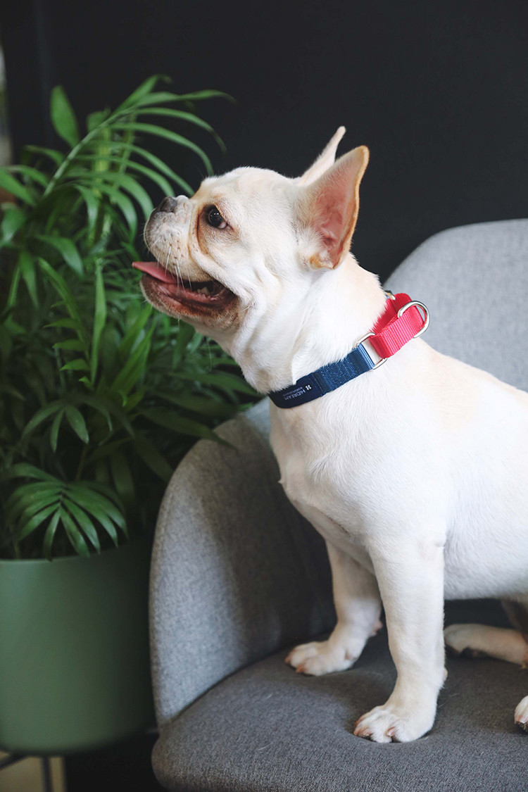 Expandable Round Wide Nylon Buckle Dog Collar 3 Inch Wide Dog Collars