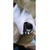 Buy cheap YQX30-0018 Shaft,Final pinion for wheel forklift from wholesalers