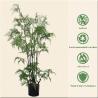 Buy cheap Plastic Material Artificial Fern Tree Architectural Landscaping from wholesalers