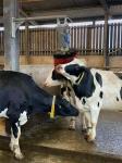 Zhenda Blue Electric Cow Farm Equipment Cow And Cattle Body Brush