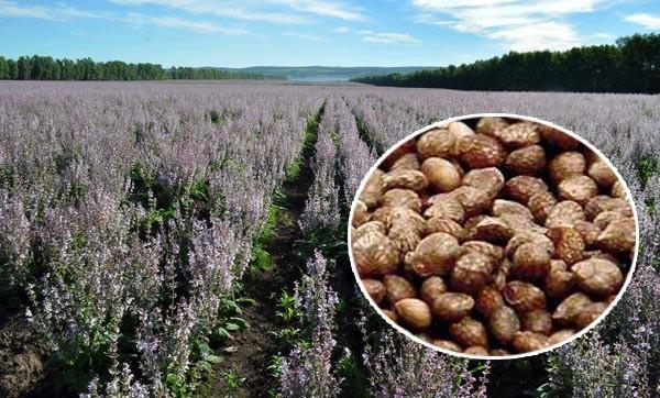 Buy cheap Brown Appearance Natural Agricultural Products Perilla Seeds 2 - 3mm Size from wholesalers