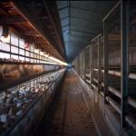 Steel Portal Frame For Poultry Breeding Bases Durable Efficient Agricultural
