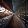 Buy cheap Steel Portal Frame For Poultry Breeding Bases Durable Efficient Agricultural Solutions from wholesalers
