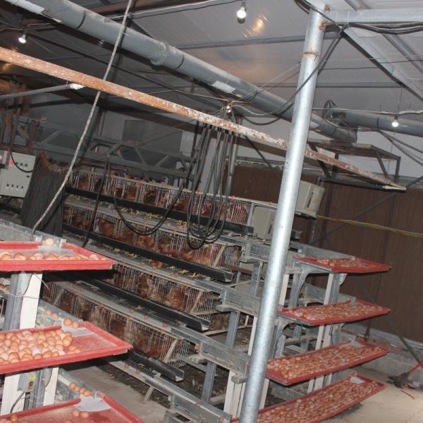 4 Tiers Poultry Farm Egg Layer Battery Chicken Cage With Automatic Nipple