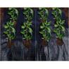 Buy cheap Strong Strength PP Weed Control Cover Fabric 100gsm Durable PP Woven Cover Fabric from wholesalers
