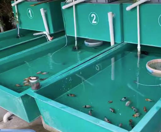 Buy cheap Handmade FRP Hand Lay Up Fiberglass Aquarium Tank Stackable UV Resistance from wholesalers