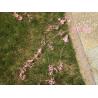 Buy cheap PLYFIT Silly String Spray Party Birthday Wedding Celebration Mixed Color from wholesalers