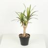 Buy cheap Flexible Glue Faux Dracaena Plant Black Plastic Pot 45 CM 62 CM 82 CM from wholesalers