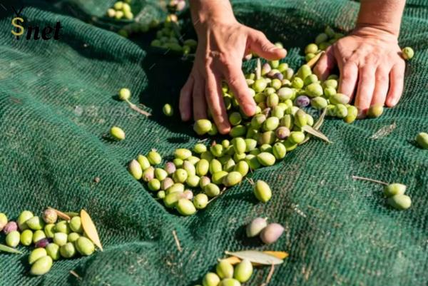 Buy cheap HDPE Fruit Tree Collection Net Green Olive Harvesting Net 5x10m 6x12m from wholesalers