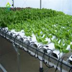 Strawberry NFT Hydroponics System Soilless Growing PVC Pipe / Channel For
