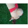 Buy cheap golf head cover , dog head cover , animal head cover , plush head cover , driver head cover from wholesalers