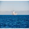 Buy cheap LCL FCL International Sea Cargo Services From China To USA Port from wholesalers