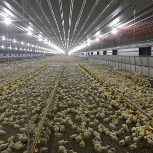 Wholesale OEM ODM Automatic Chicken Nipple Drinker Waterer System ISO9001 from china suppliers