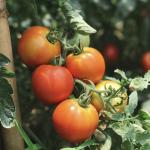 Arched Roof Hydroponic Greenhouse for Aquaculture and Vegetable Cultivation